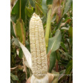 Online  pioneer frozen sweet white waxy corn maize seeds